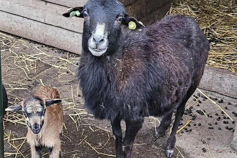 491824636 1163824888878234 2392370690010042579 n