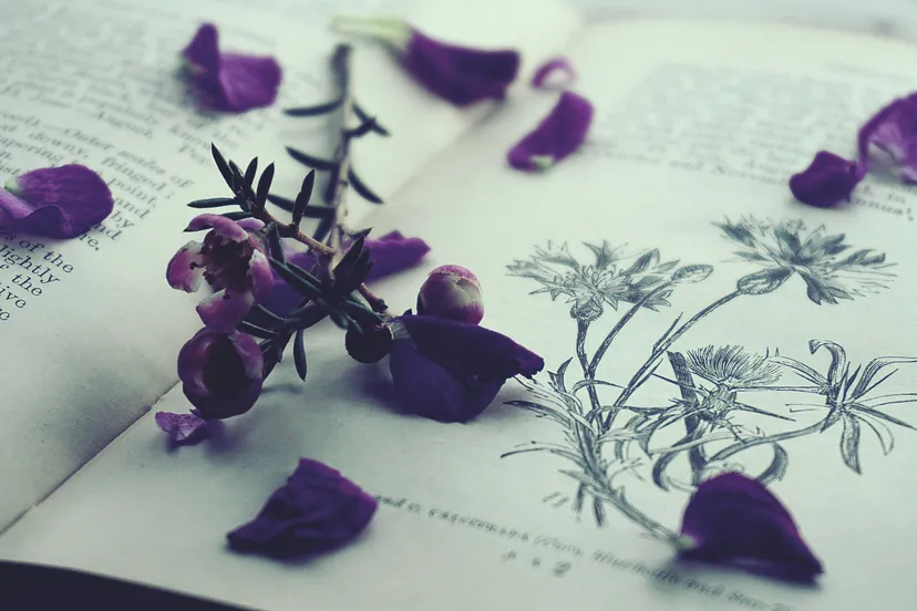 botanischillustreren