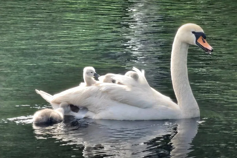 502418377 1117152807120002 4500780481559804996 n