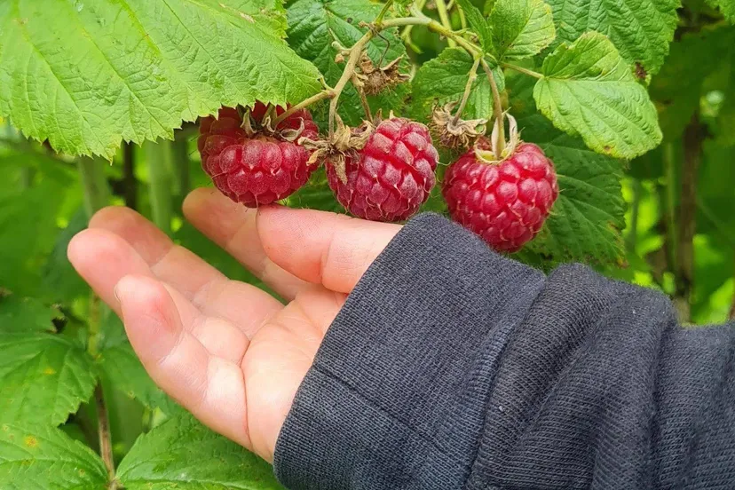 483486806 988149430086019 390758505233170046 n