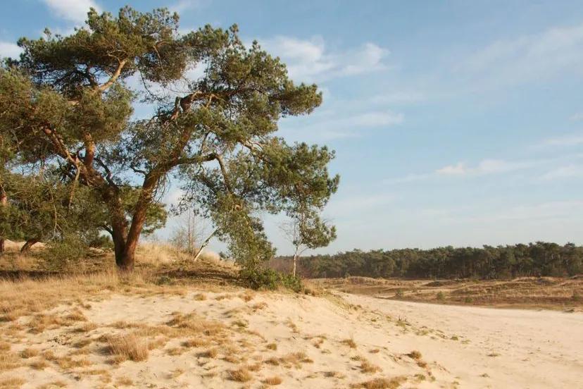 loonse-en-drunense-duinen