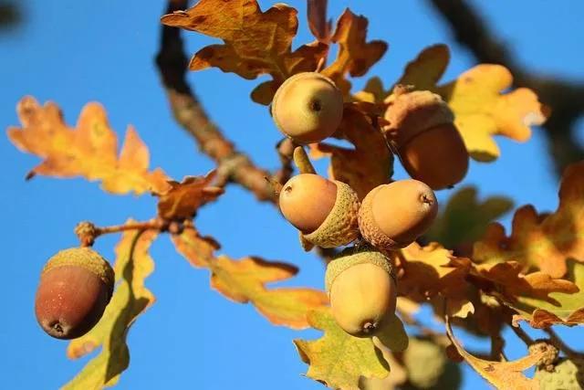 Zomereik in de herfst met eikels