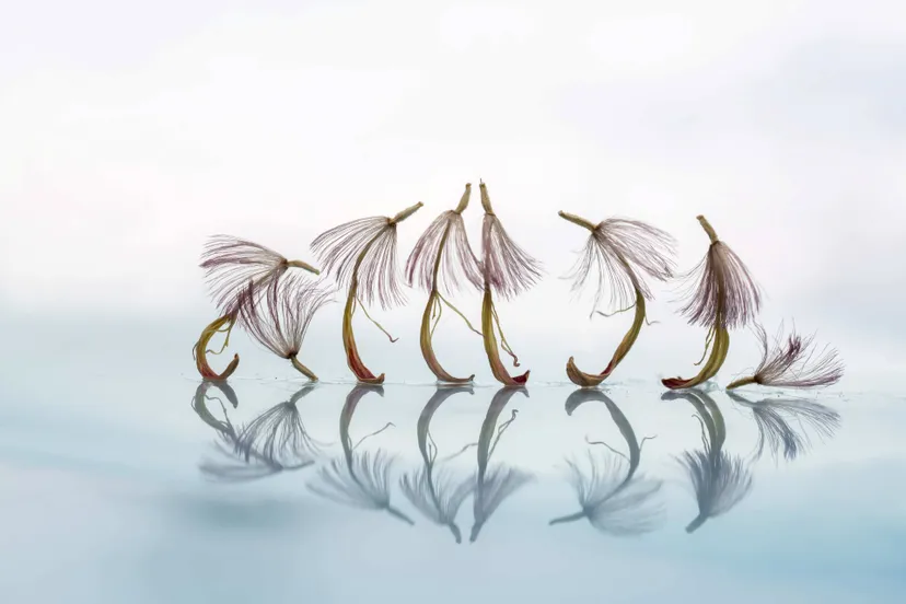 Eenheid (zaadpluis van een gerbera) Verkleind