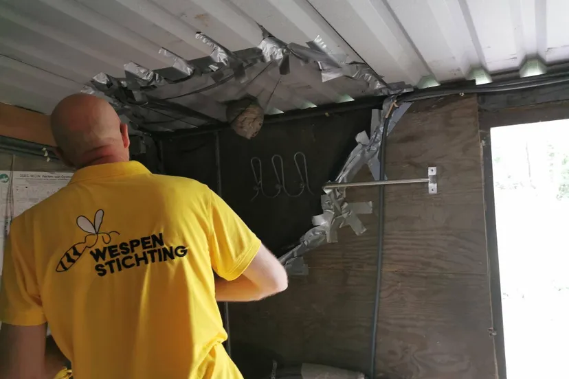 Afschermen van het wespennest van een Saksische wesp - © M-A te Riele