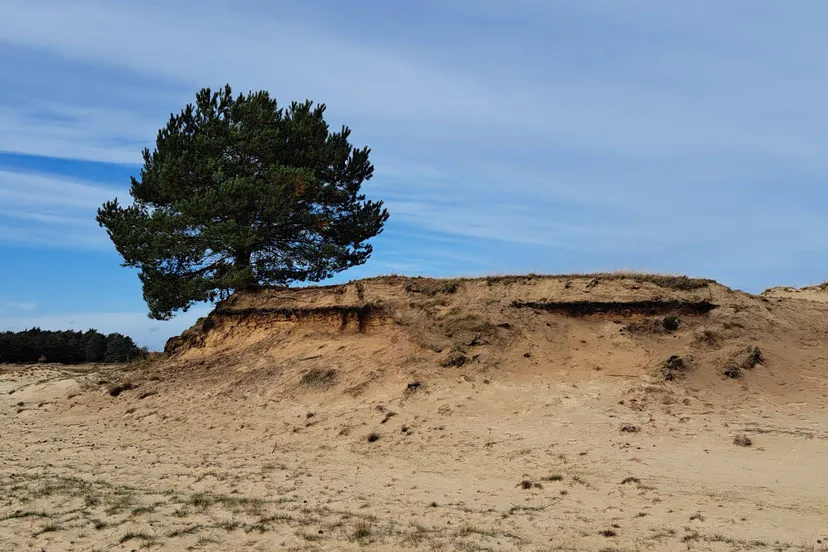 Duin nabij Bosch en Duin