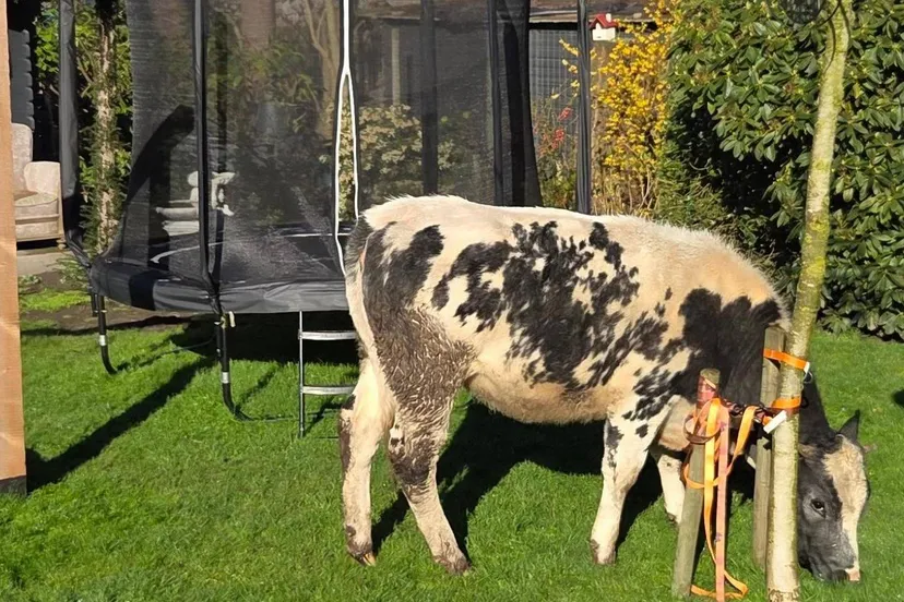 651194431_1385331836961365_7426811459334770283_n