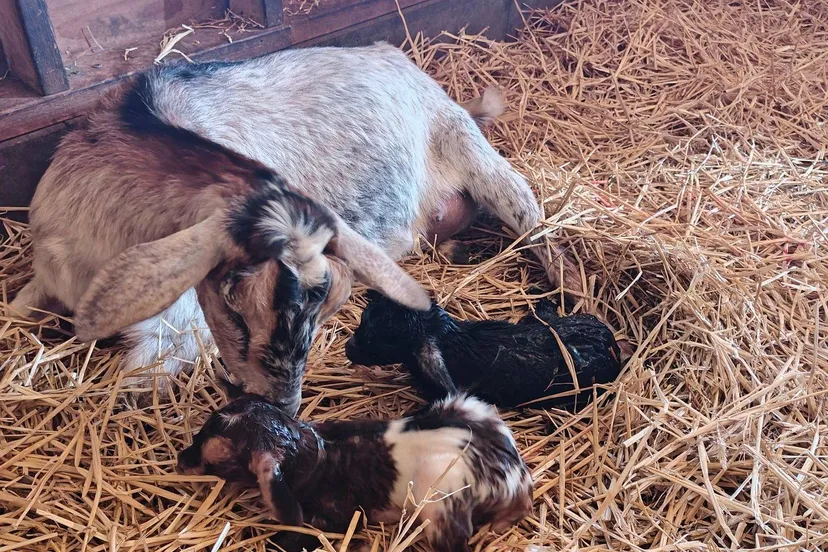 656858565_1443479600912760_1530545482448920321_n (1)