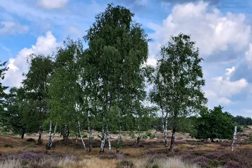 heide en berk