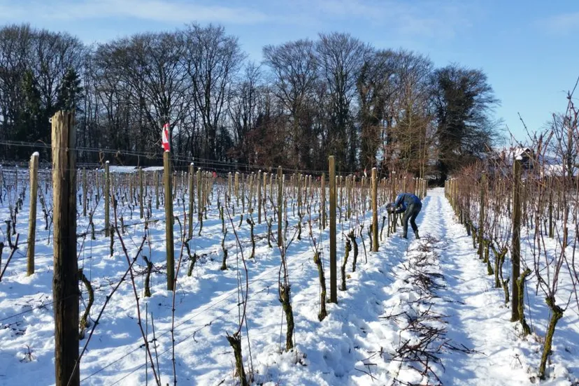 20170113 wagenings wijngoed winterlandschap 1024x576