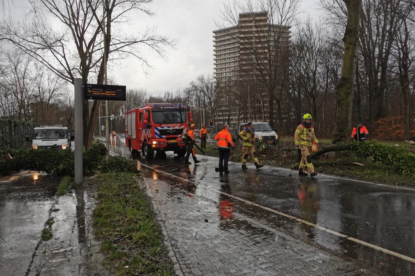 28 01 nijenoord boom