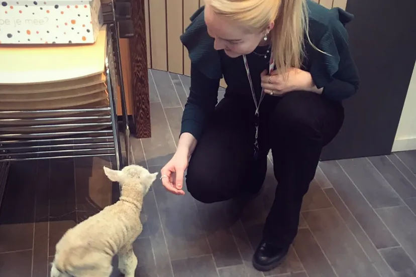 317a241e de95 4f16 a274 25008539b984