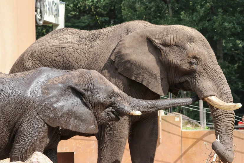 afrikaanse olifanten tusker en duna ouwehands dierenpark rhenen