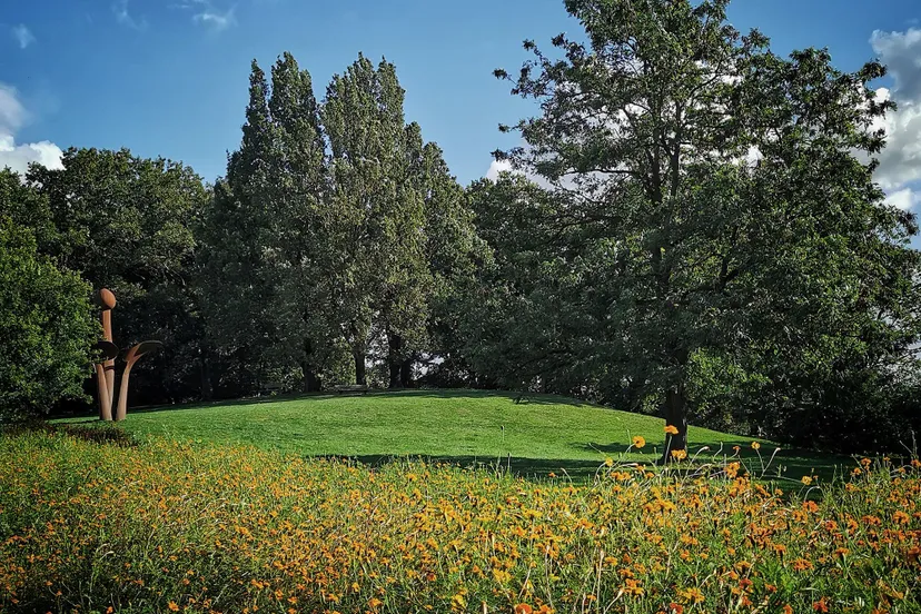 afrikaantjes rozen foto julien hoef