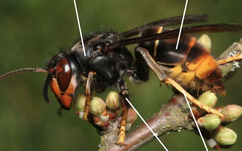 azieatischehoornaarjean haxaireeis kenniscentrumnvwa folder915x518