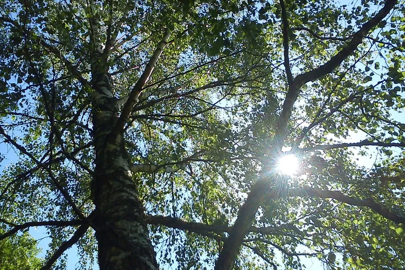 berkenbomen monicaarnklint0 pixabay