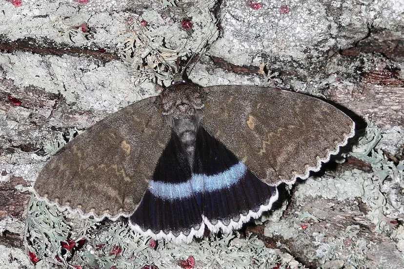 blauw weeskind harald supfle wikimedia