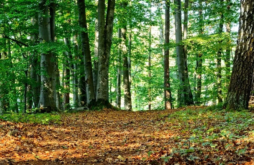 bos antranias pixabay