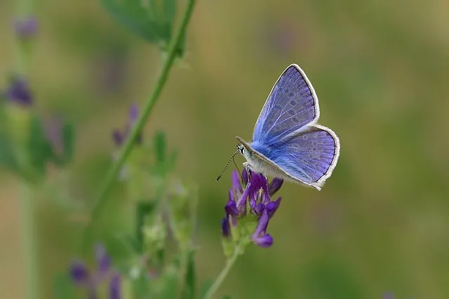 butterfly 5241748 640