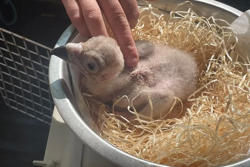 bzjonge monniksgier 1