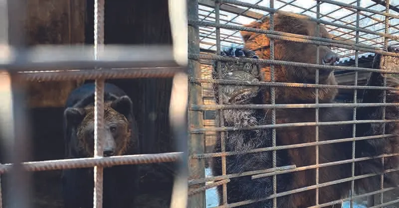 de twee beren in oekraine