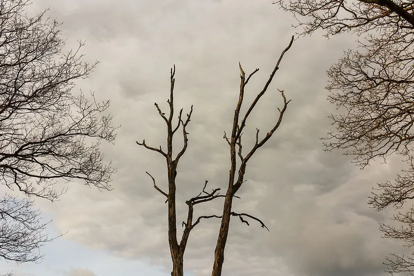 dode boom tussen twee eiken dominicus johannes bergsma wikimedia