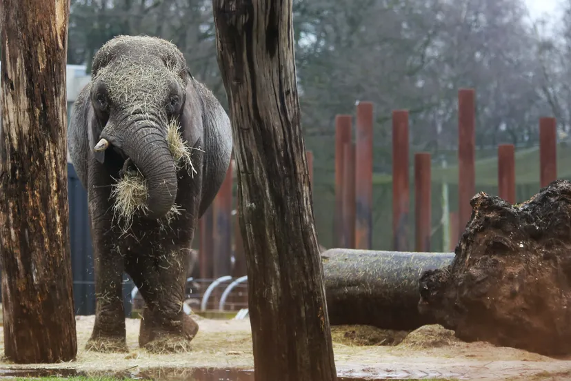 drachtige afrikaanse olifant duna