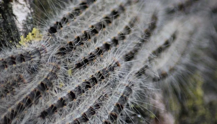 eikenprocessierups 715x408