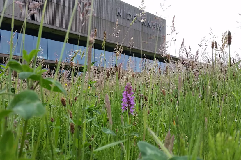 gebouwnioometorchidee