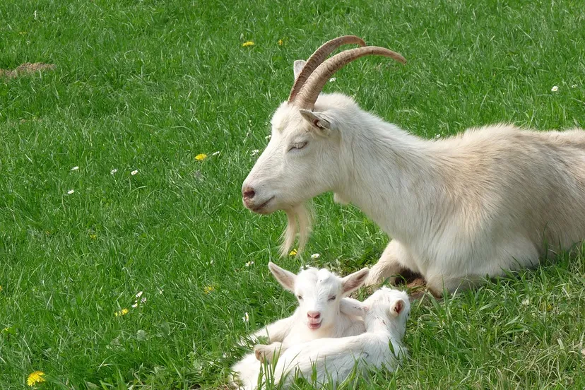 geiten obberg pixabay