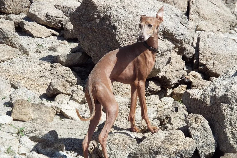 greyhound imprentatotal1 pixabay