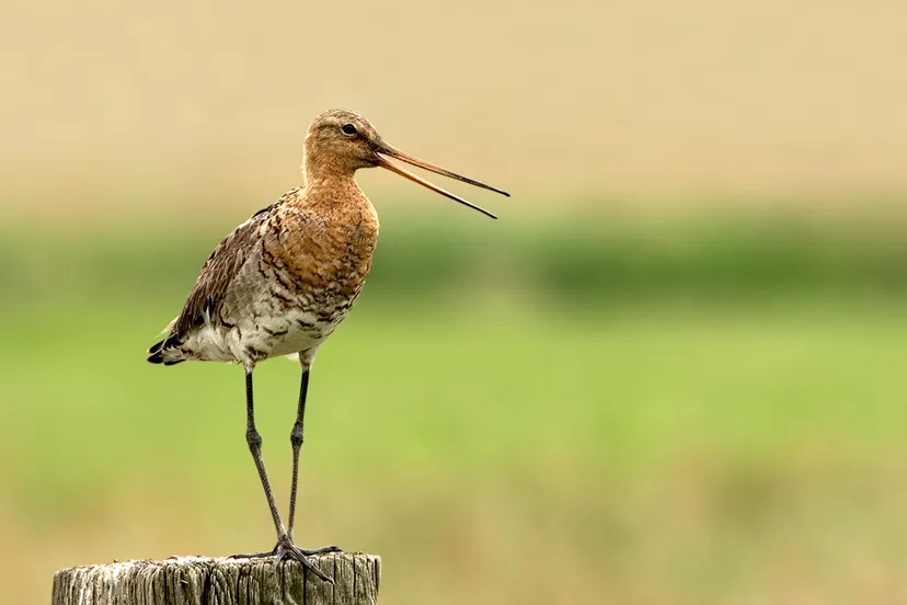 grutto remy remmerswaal flickr