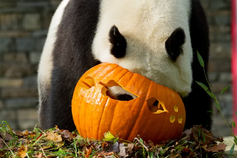 herfst traktatie xing ya