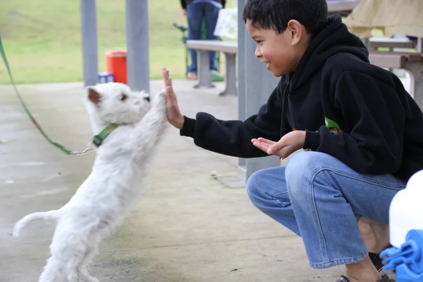 hi five hond auggie gomez vergara