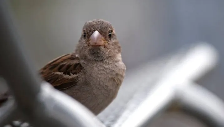 huismus is alweer de meest getelde vogel 715x408