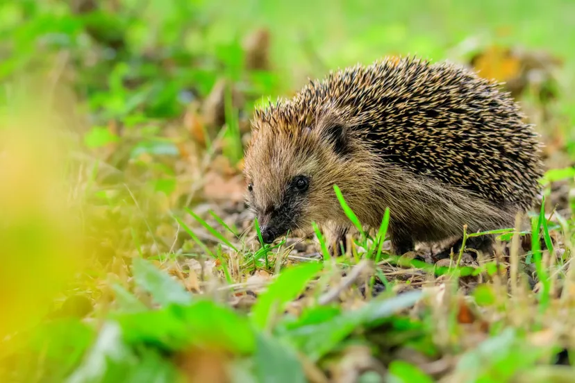 jonge egel jeroenvanwijk scaled
