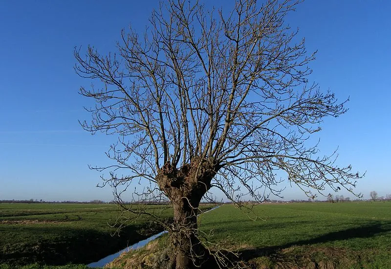 knotwilg china crisiswikimedia