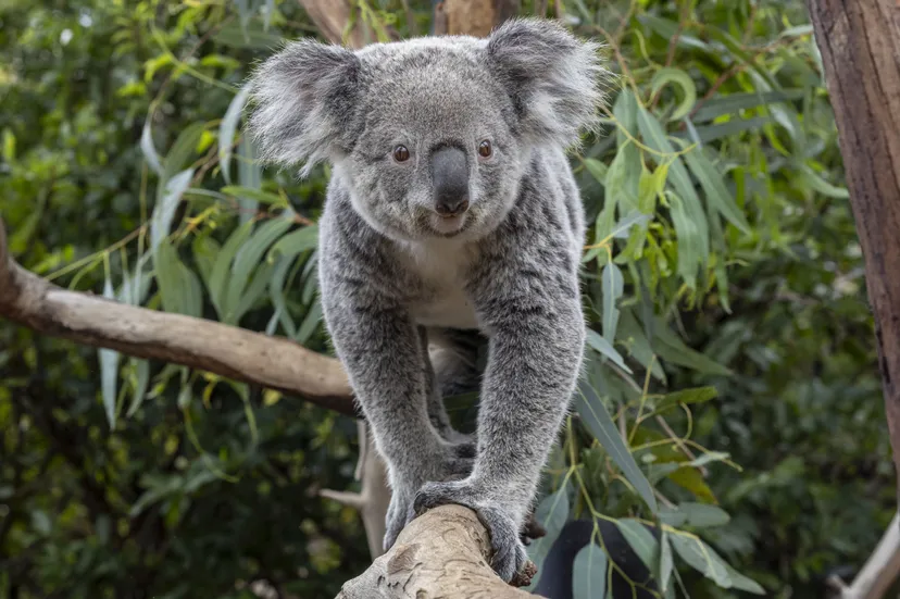 koalas