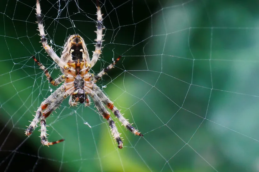 kruisspin werner redlich via pixabay