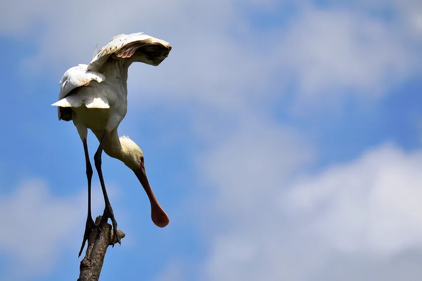 lepelaar tracy angus hammond via pixabay