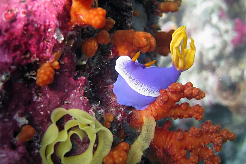 monicavolpin cc0 pixabay