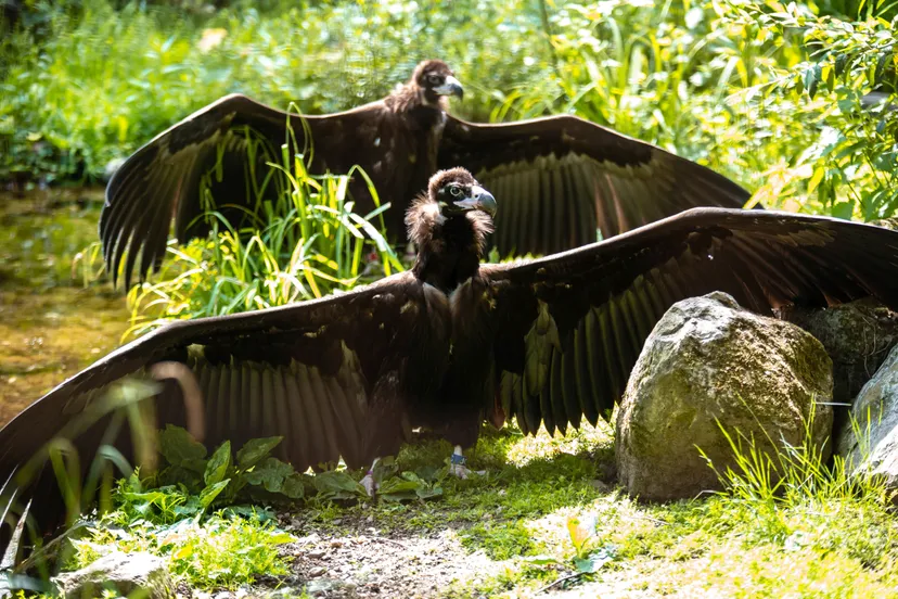 monniksgieren ouwehands dierenpark