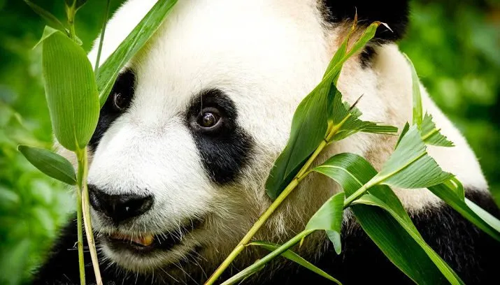 nog geen pandababy op komst 715x408