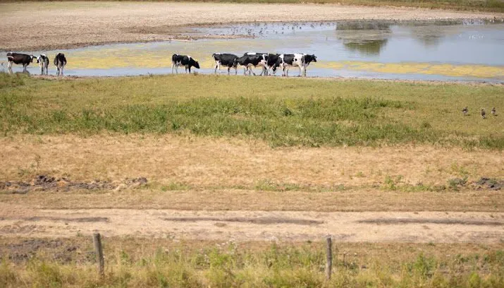 ondanks regen houdt droogte aan 715x408