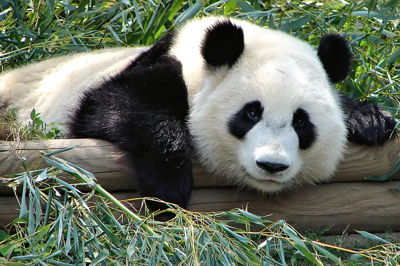 panda rob wikimedia