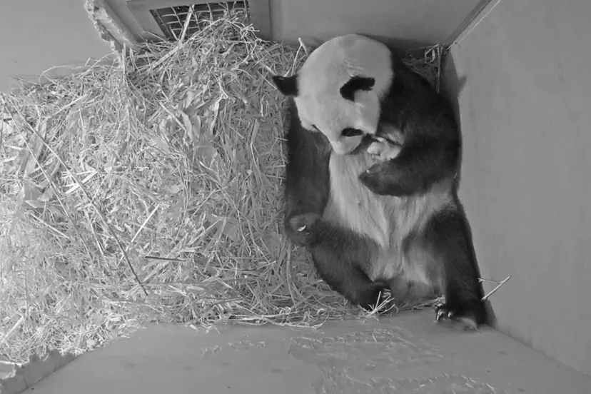 pandajong ouwehands dierenpark9