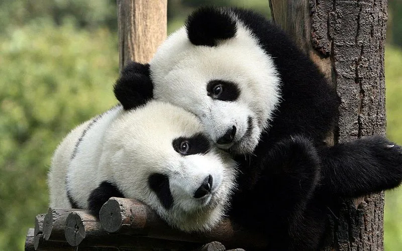 pandas todorovpetar p flickr