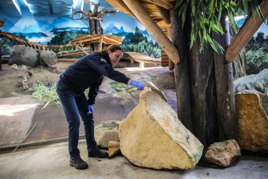 pandaverzorger zet urine van andere reuzenpandamannen uit in het verblijf van xing ya