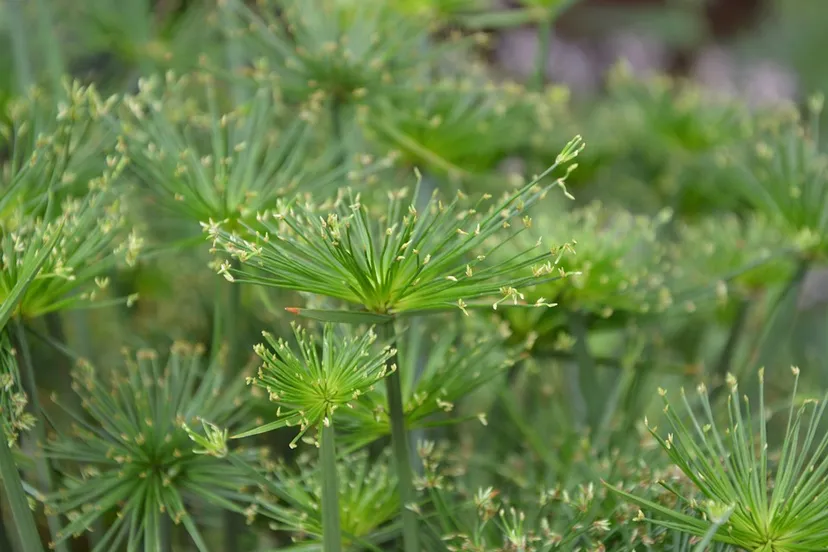 papyrusriet jaclou dl pixabay