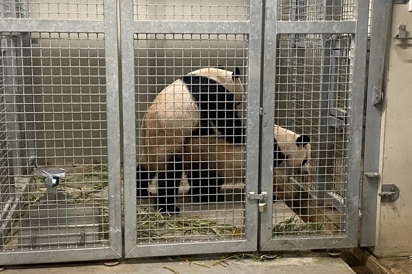 paring reuzenpandasklein 2024 pb