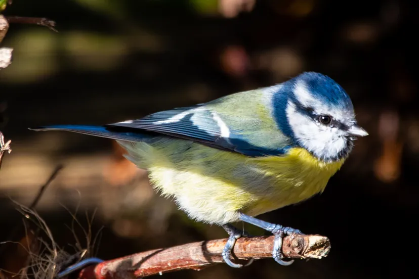 pimpelmees theotherkev pixabay cc0